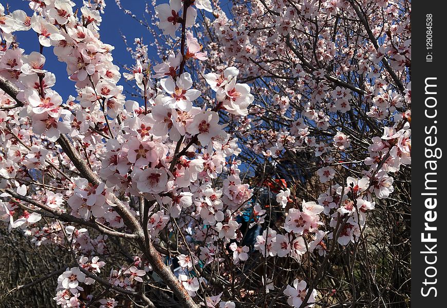 Blossom, Plant, Spring, Branch