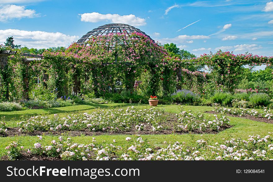 Garden, Botanical Garden, Plant, Vegetation