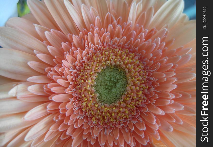 Flower, Gerbera, Close Up, Petal