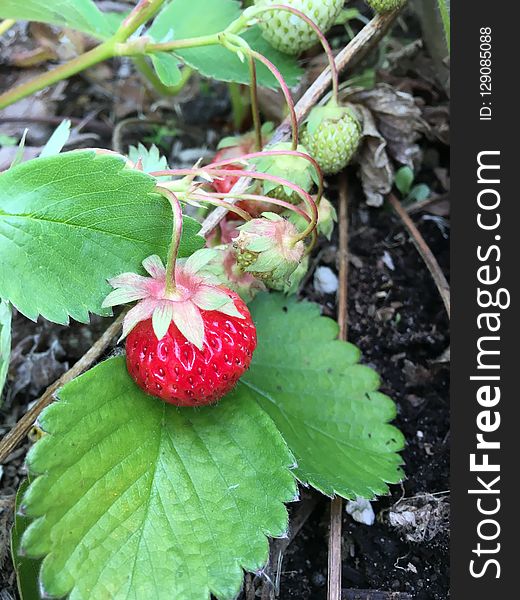 Strawberries, Strawberry, Fruit, Plant