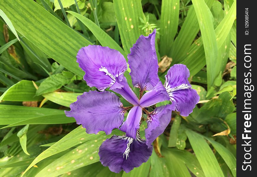 Flower, Plant, Flora, Purple