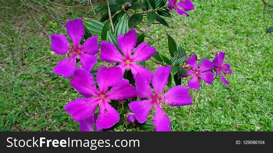 Plant, Flower, Flora, Flowering Plant