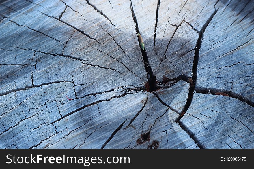 Tree, Wood, Plant, Branch