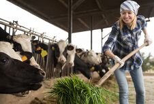 Young Woman Taking Care Of Cows In Cows Barn Royalty Free Stock Image
