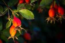 Close-up Of Dog-rose Berries. Dog Rose Fruits (Rosa Canina). Wild Rosehips In Nature Royalty Free Stock Image