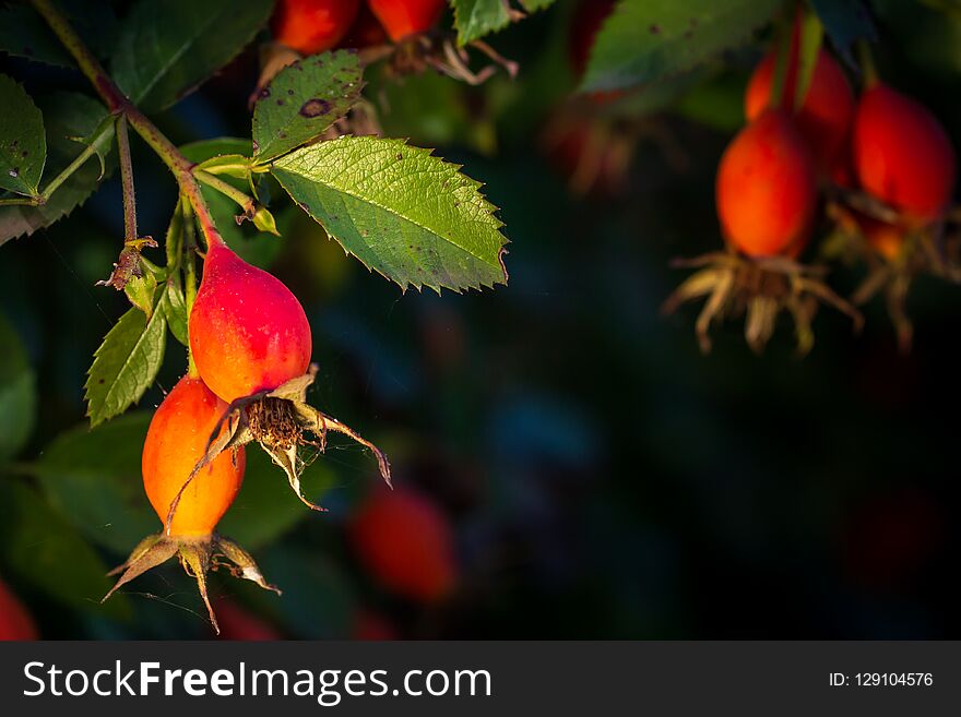 Close-up of dog-rose berries. Dog rose fruits (Rosa canina). Wild rosehips in nature