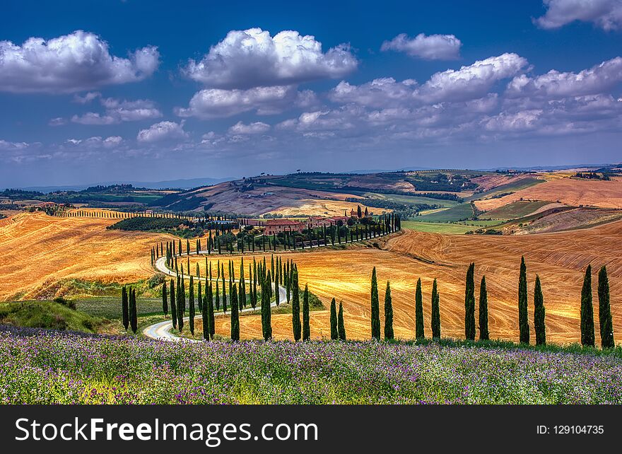 Cypress trees and meadow with typical tuscan house.