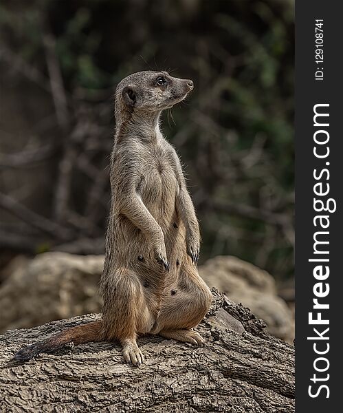 Lonely gopher sitting on a log