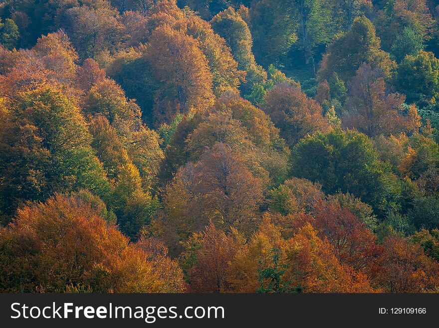 A group of trees representing different colours of autumn beautifully. A group of trees representing different colours of autumn beautifully.