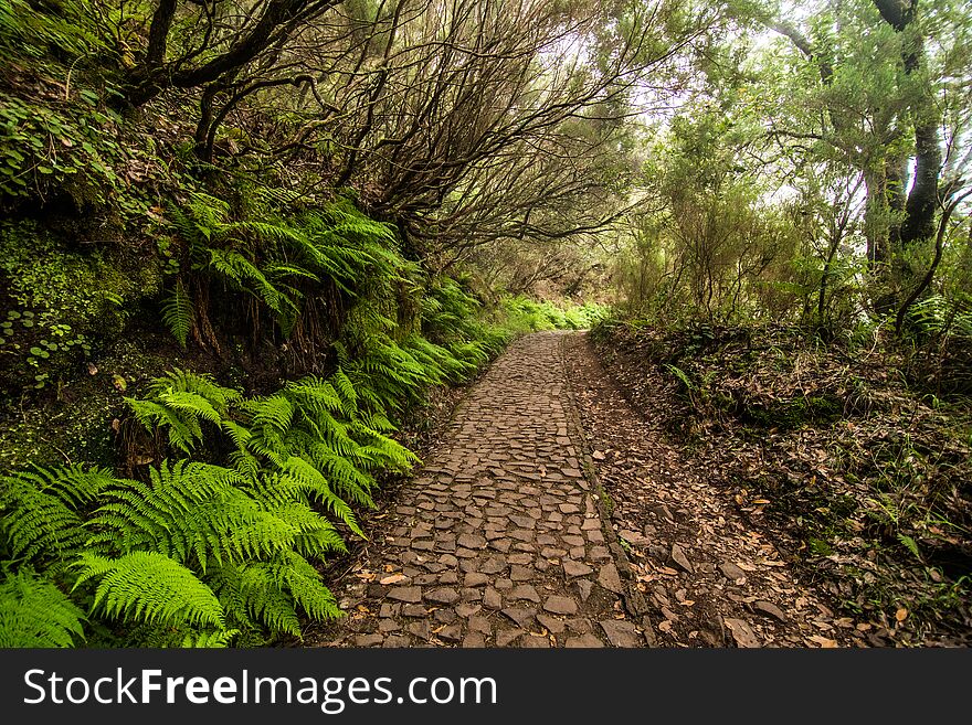 25 Fontes Levada hiking traill, Rabacal, Madeira, Portugal