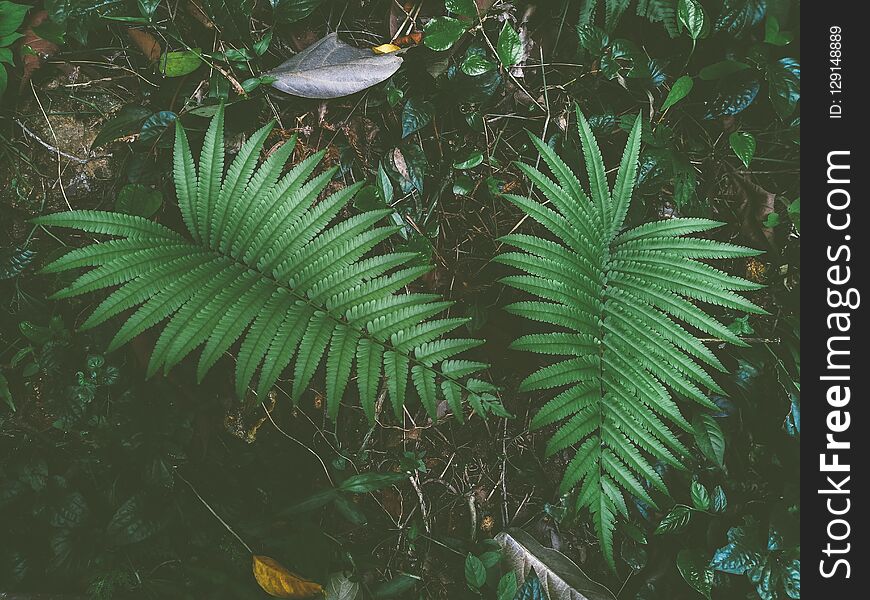 Fern in the rain forest