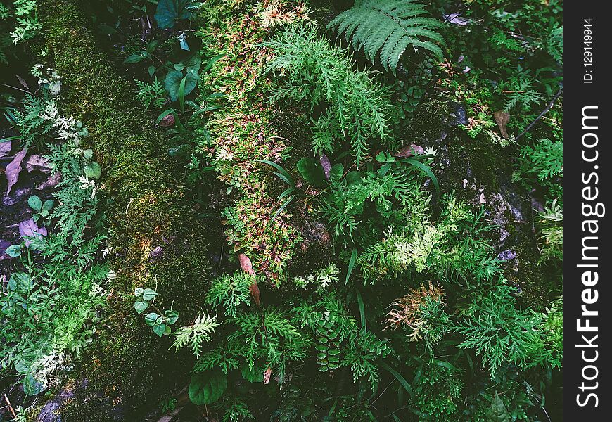 Green leaf fern and plant in the rain forest in springtime. Green leaf fern and plant in the rain forest in springtime