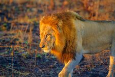Lion Walking Kruger Royalty Free Stock Photography