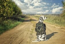 Dalmatian Dog With Bag Or Luggage Is Going To Trip Royalty Free Stock Photos