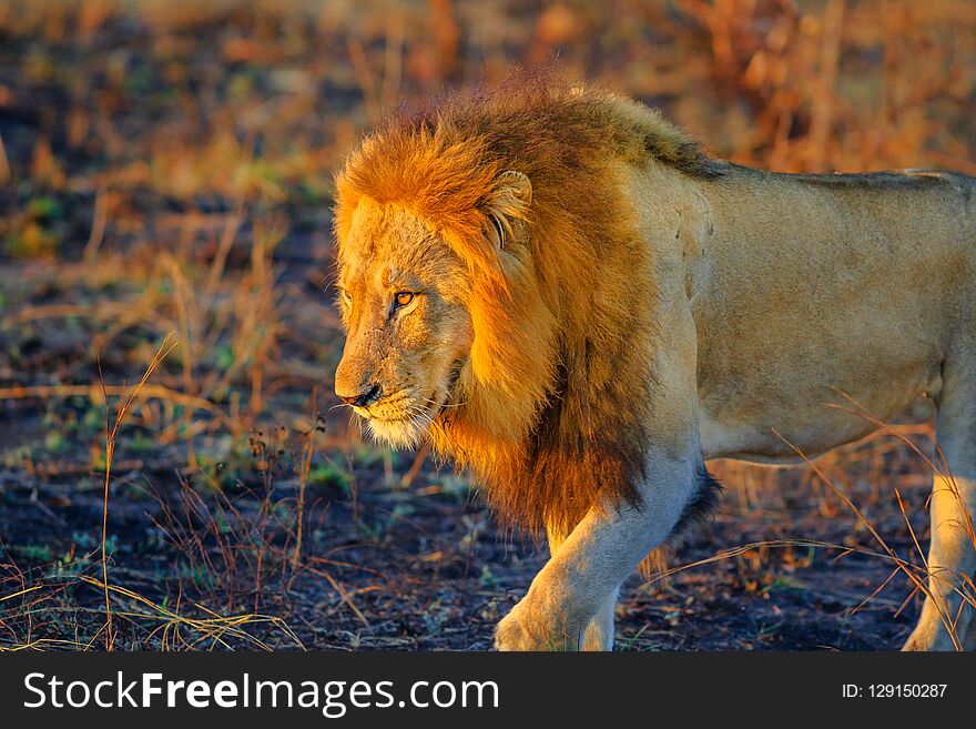 Lion walking Kruger