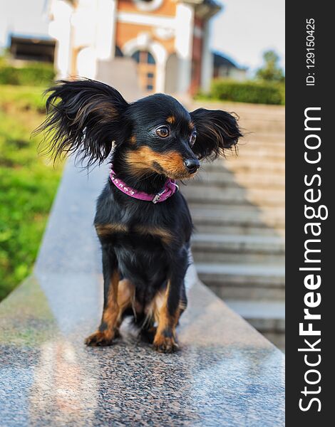 Black russian terrier with pink leash sitting on a gray stone parapet and looking away