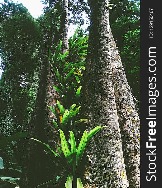 Bird`s nest fern in the rain forest