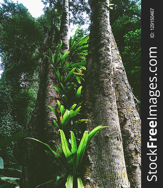 Green leaf fern and plant in the rain forest in springtime. Green leaf fern and plant in the rain forest in springtime