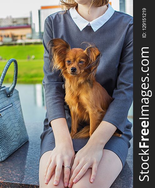 Young woman in gray dress holding red Russian Terrier on his knees. Young woman in gray dress holding red Russian Terrier on his knees