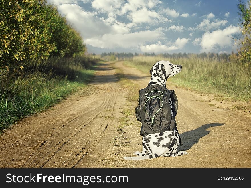 Dalmatian dog with bag or luggage is going to trip