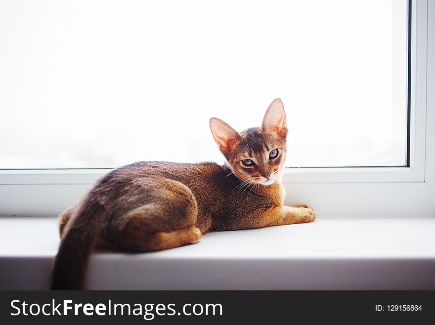 Cute Abyssinian kitten sitting on the windowsill. Close-up portrait