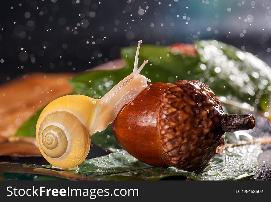 Garden snail creeps on a acorn in the rain.