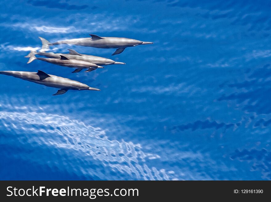 Elevated view to the group of dolphins underwater swimming in the ocean. Elevated view to the group of dolphins underwater swimming in the ocean.