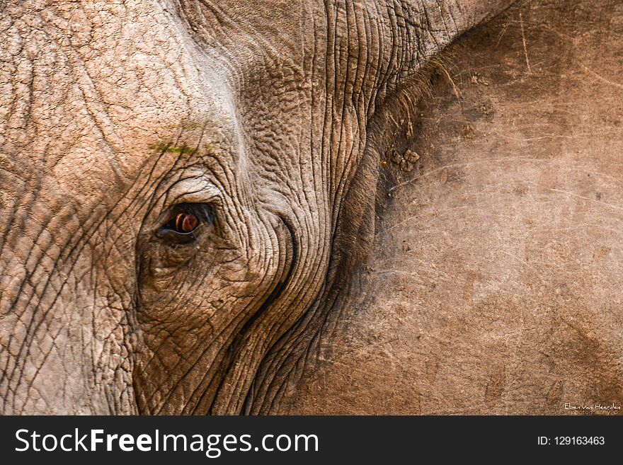 Closeup of this beautiful elephant in the khwai area. Closeup of this beautiful elephant in the khwai area