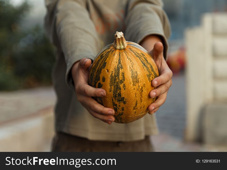 Baby Hands Hold Pumpkin. Boy Standing With Big Yellow Pumpkin In Hands