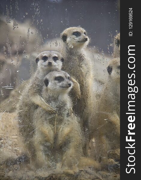 Family Photo Of Meerkats Behind The Glass