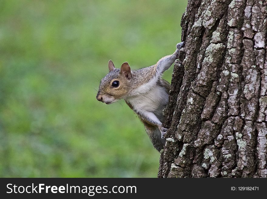 A portrait of a grey tree squirrel hanging on some tree bark. A portrait of a grey tree squirrel hanging on some tree bark