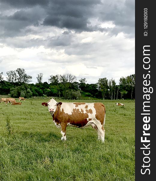 Dairy Cow, Cattle Like Mammal, Grassland, Pasture
