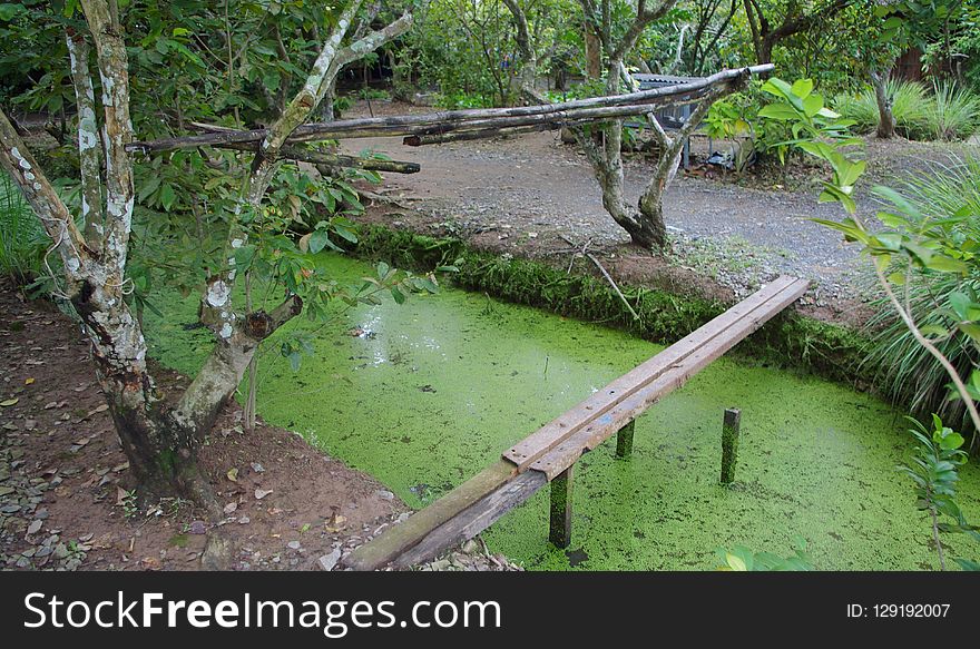 Nature Reserve, Vegetation, Wetland, Water Resources