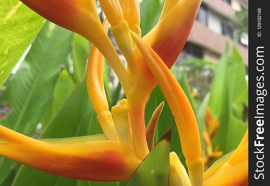 Yellow, Plant, Flora, Heliconia