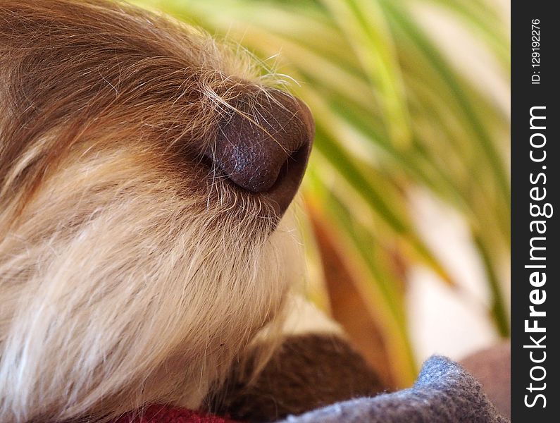 Nose, Close Up, Whiskers, Snout