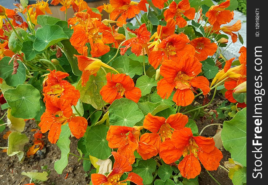 Flower, Plant, Annual Plant, Cordia Sebestena