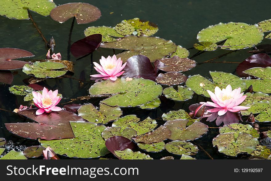 Plant, Flower, Flora, Aquatic Plant