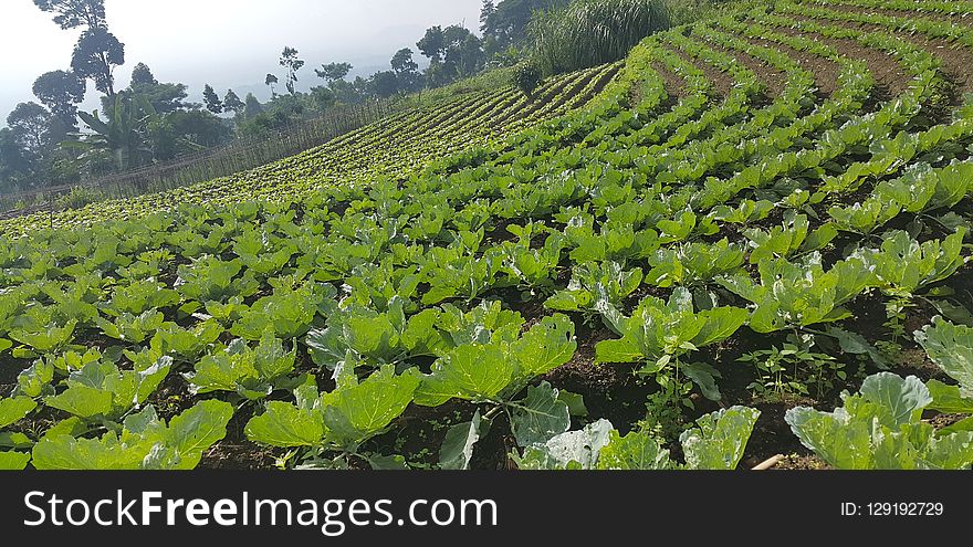 Agriculture, Plant, Field, Vineyard