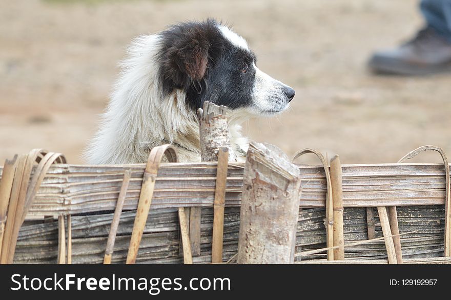 Dog, Dog Breed, Dog Like Mammal, Street Dog