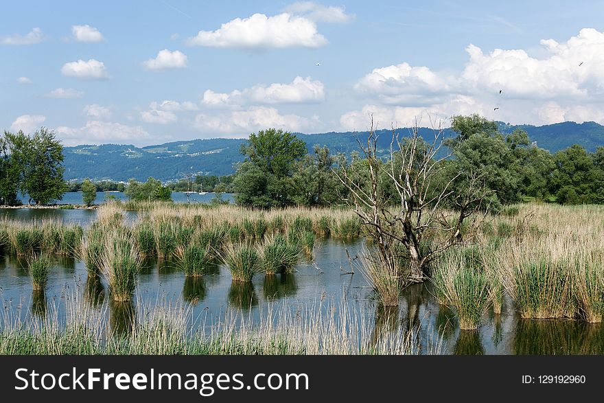 Wetland, Nature Reserve, Ecosystem, Marsh