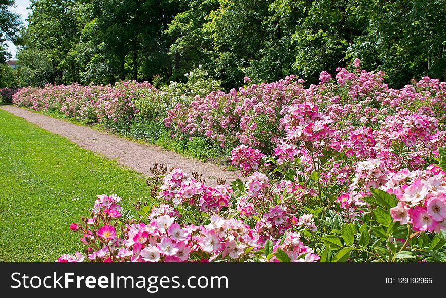 Flower, Plant, Garden, Botanical Garden