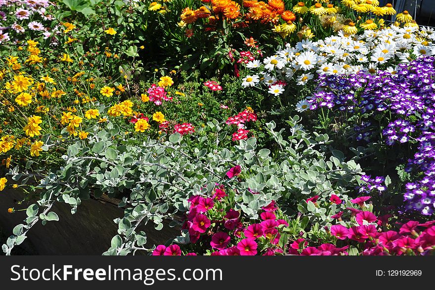 Flower, Plant, Flora, Flowering Plant