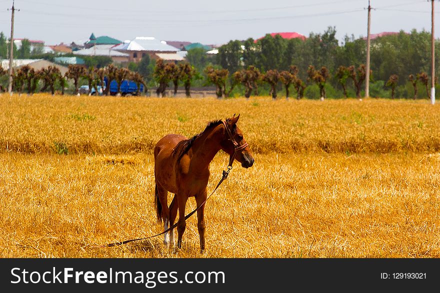 Grassland, Field, Ecosystem, Horse