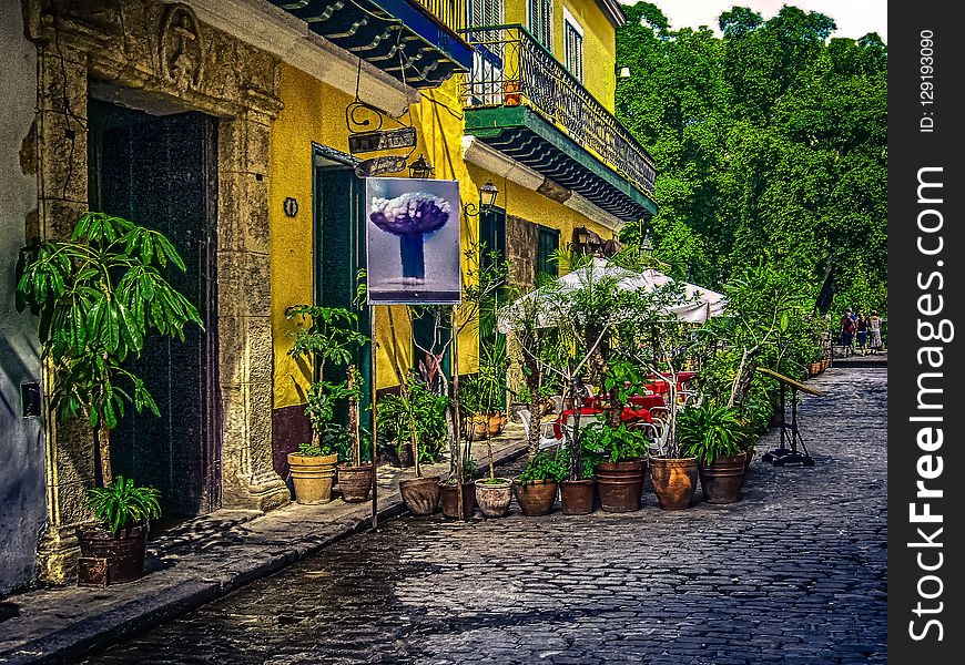 Town, Plant, Tree, Leaf