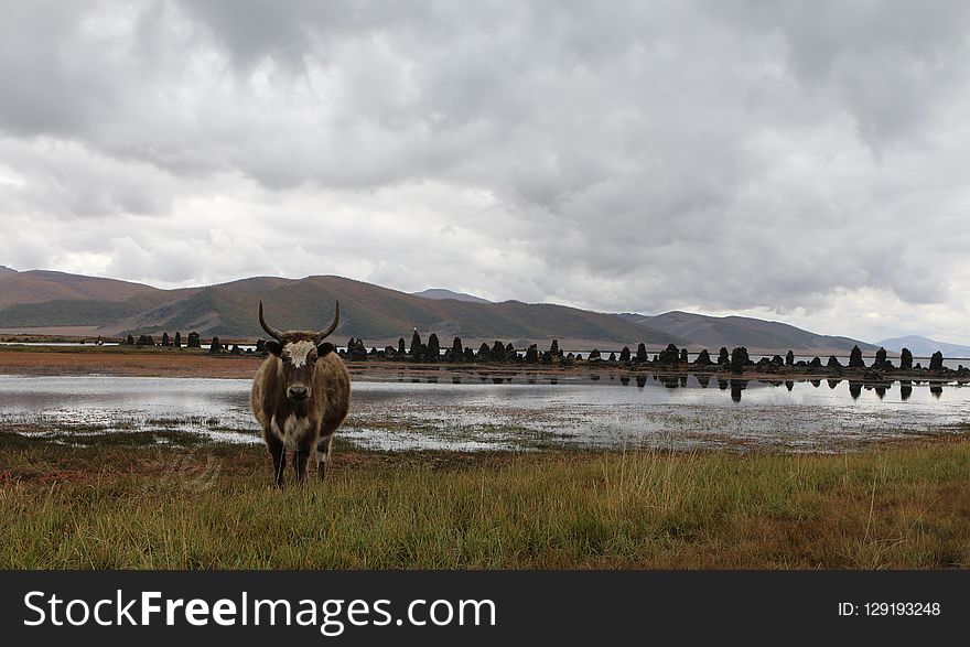 Ecosystem, Sky, Wildlife, Highland