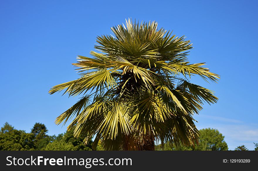 Tree, Sky, Borassus Flabellifer, Vegetation