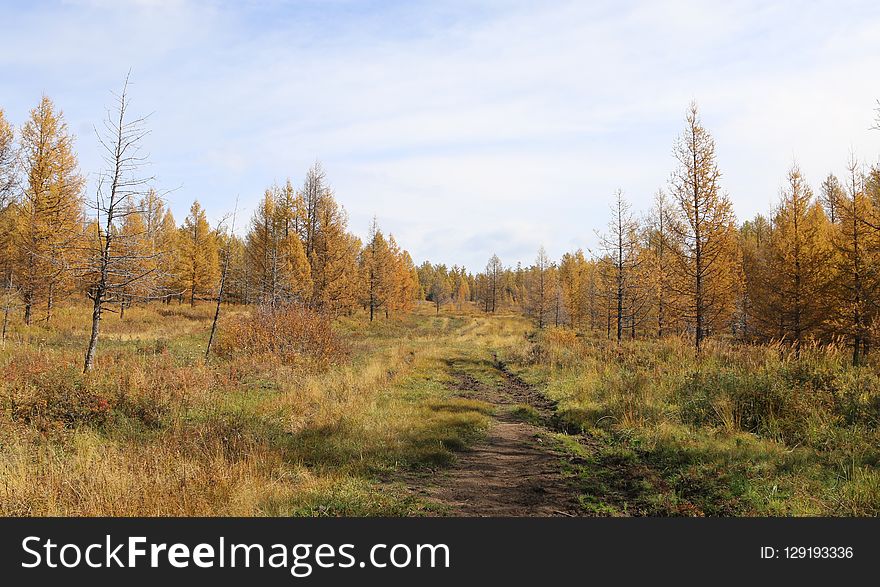 Ecosystem, Path, Wilderness, Nature Reserve