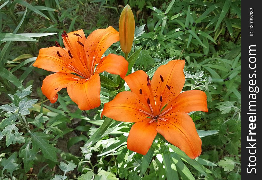 Flower, Lily, Plant, Orange Lily