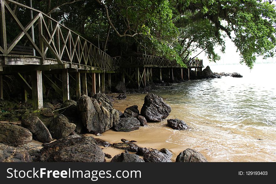 Water, Tree, Bank, Rock