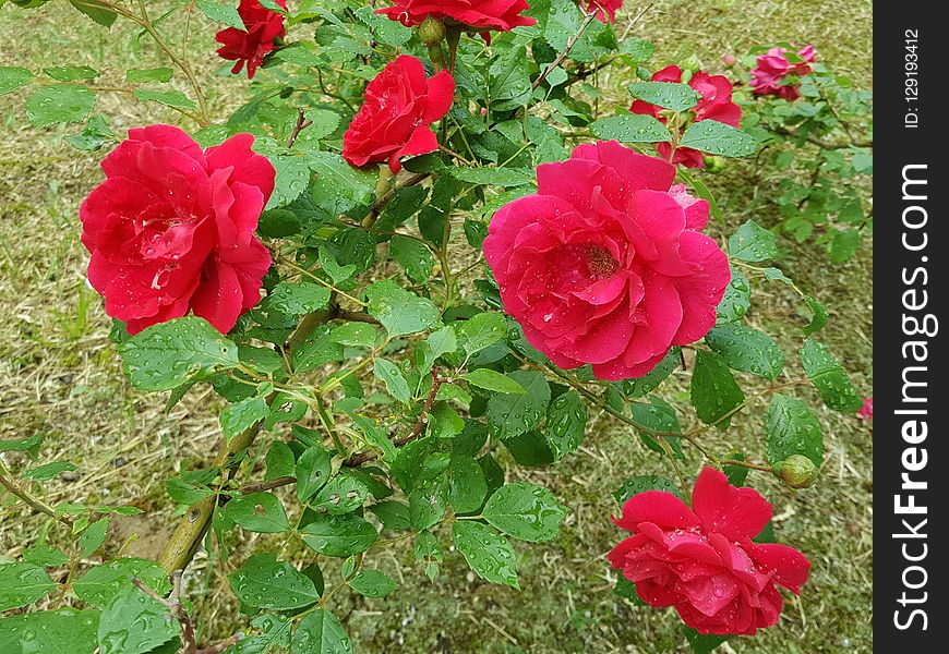 Rose, Flower, Rose Family, Plant
